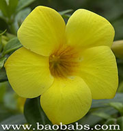 Allamanda cathartica